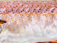 Brook trout