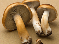 Fresh forest mushrooms (boletus, bay bolete)