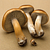 Fresh forest mushrooms (boletus, bay bolete)