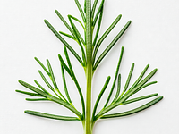 Dill sprigs for decoration
