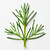 Dill sprigs for decoration