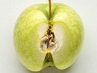 Kwaśne jabłko (np. szara reneta)