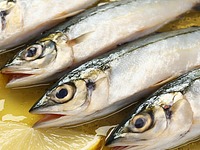 Filety śledziowe a'la matias w oleju