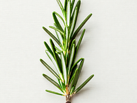 Gałązki świeżego rozmarynu