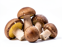 Mixed forest mushrooms (fresh or frozen)
