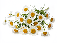 Fresh chamomile flowers