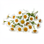 Fresh chamomile flowers