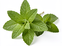 Fresh lemon balm