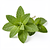 Fresh lemon balm