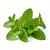 Fresh peppermint