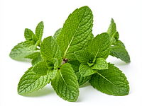Fresh peppermint