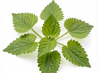 Young nettle