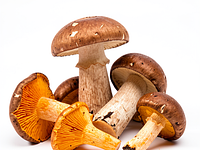 Świeże grzyby leśne (np. kurki, borowiki)