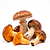 Fresh forest mushrooms (e.g. chanterelles, porcini)