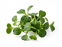 Microgreens (e.g. arugula, pea)
