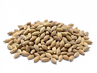 Cumin seeds
