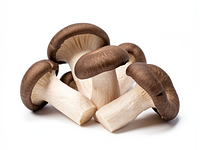 Oyster mushrooms