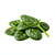 Fresh baby spinach