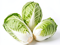 Young cabbage