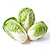 Young cabbage