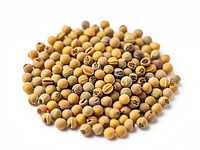 Mustard seeds