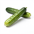 Long cucumber