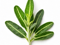 Świeże liście szałwii