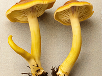 Fresh chanterelles