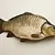 Carp