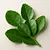 Kaffir lime leaves