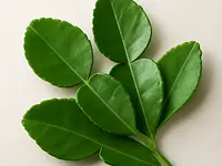 Liście kaffir lime